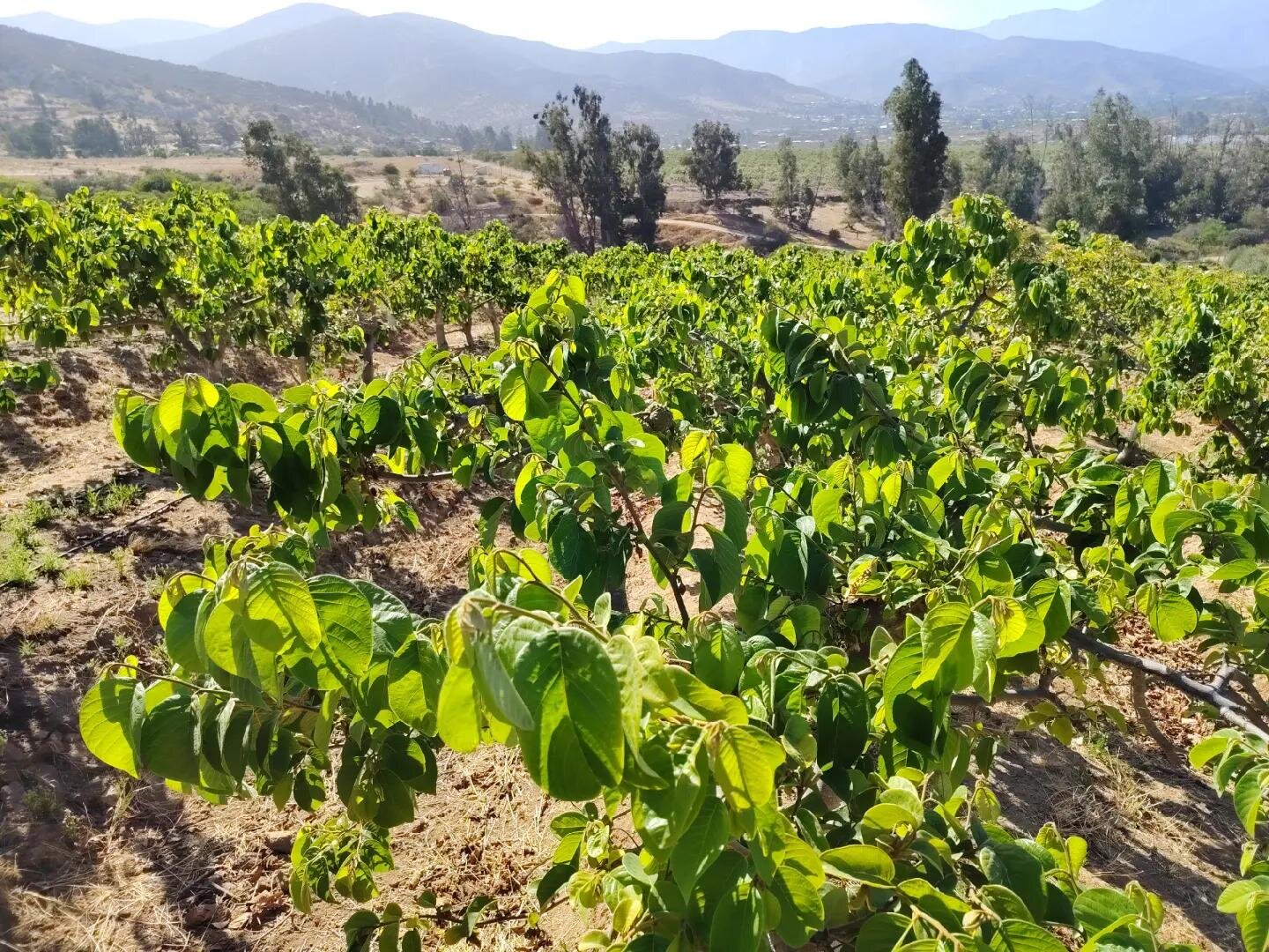 Huerto de frutales en hilera regado por goteo en la zona central