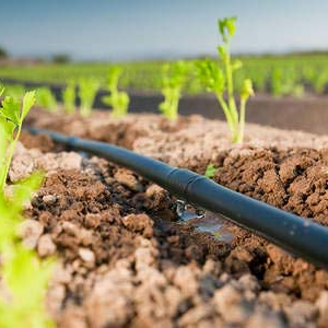 Cinta de riego por goteo en un cultivo